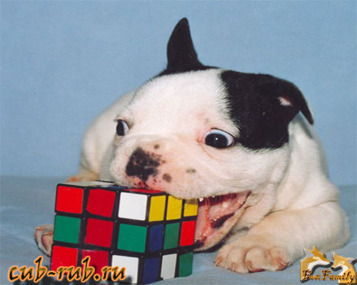 Собачка и кубик